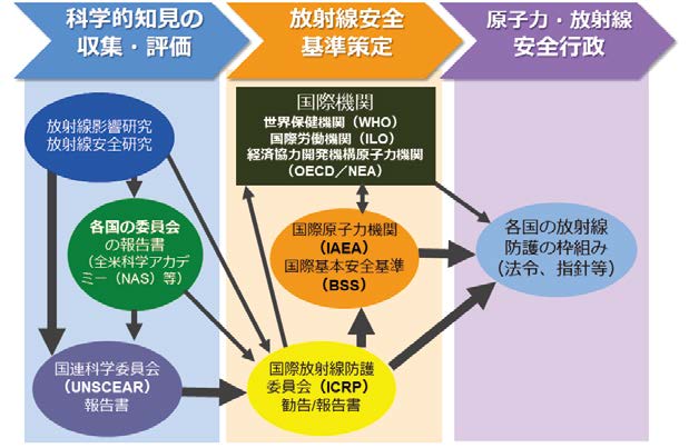 放射線防護体系