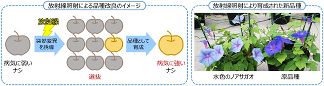 放射線照射による品種改良のイメージ