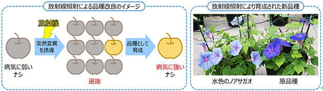 放射線照射による品種改良のイメージ