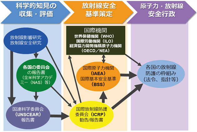 放射線防護体系