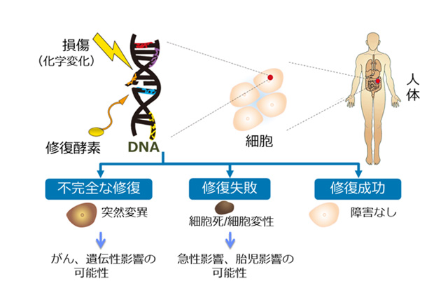 放射線による人体への影響
