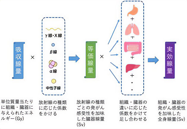 等価線量及び実効線量の計算方法