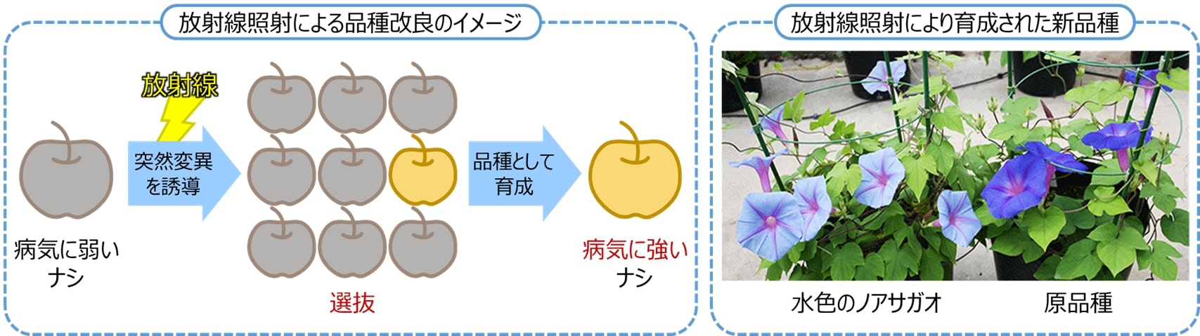 放射線照射による品種改良のイメージ