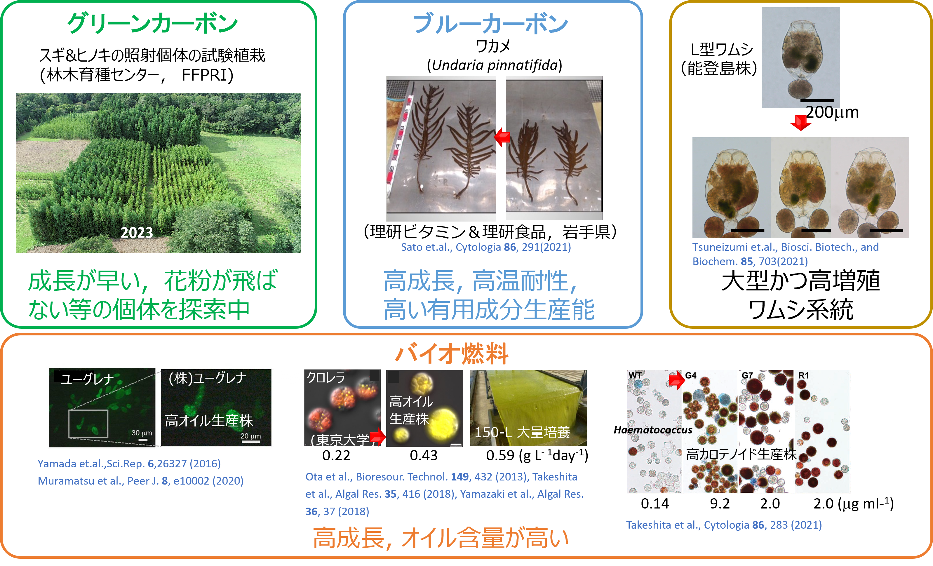 イオンビーム照射による変異体の研究